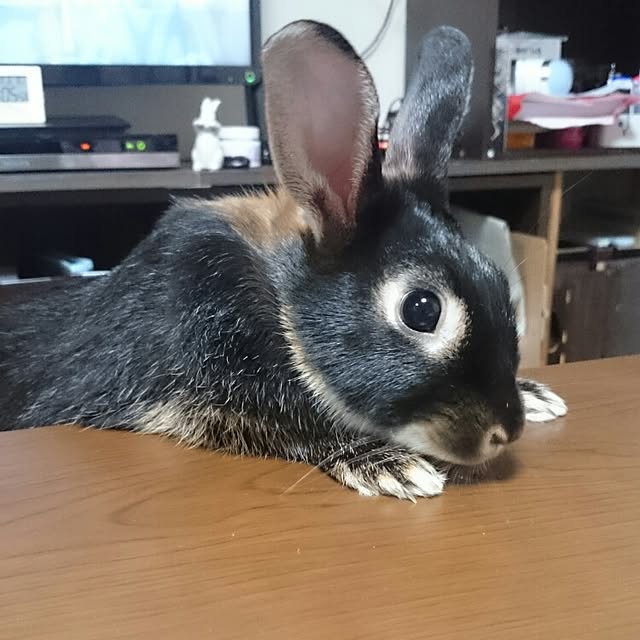Choco.Eclairさんの実例写真