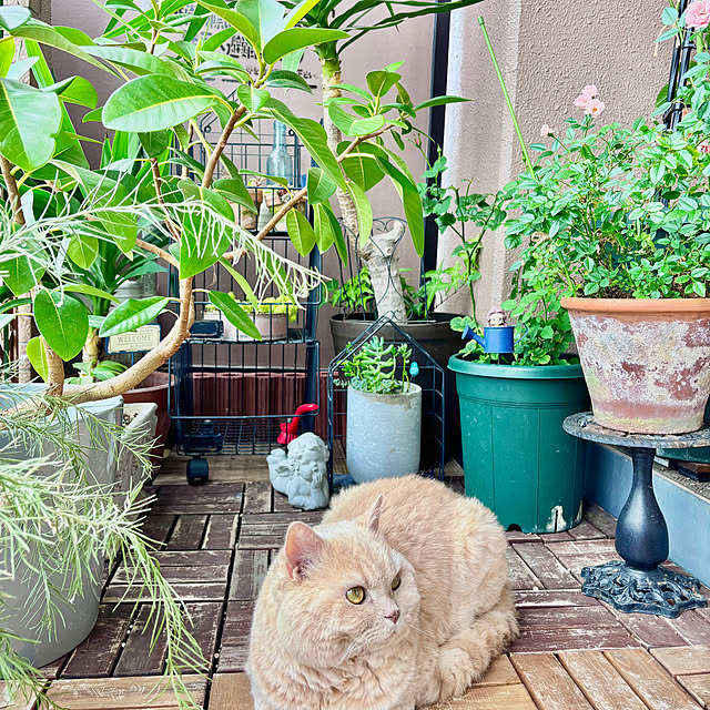 naokoさんの実例写真