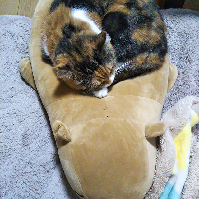 yukieさんの実例写真