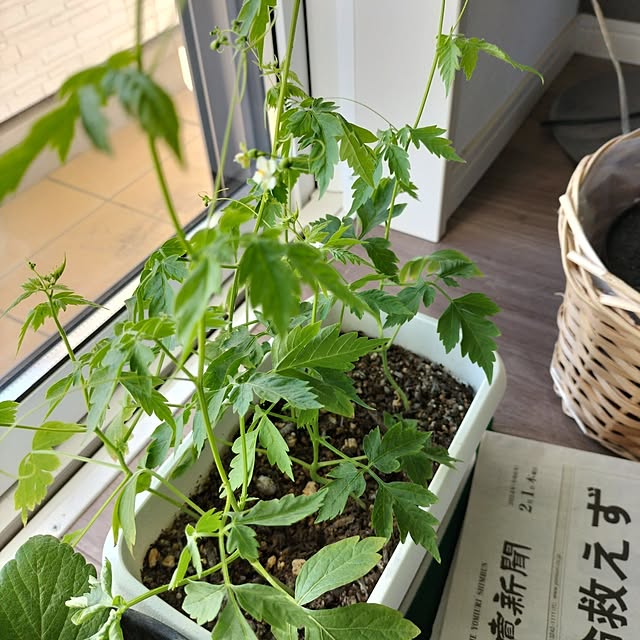 kkeeさんの実例写真