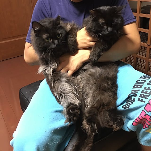 nya_sanさんの実例写真