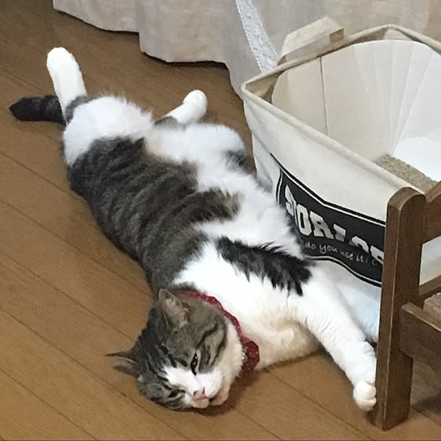 Rumiさんの実例写真
