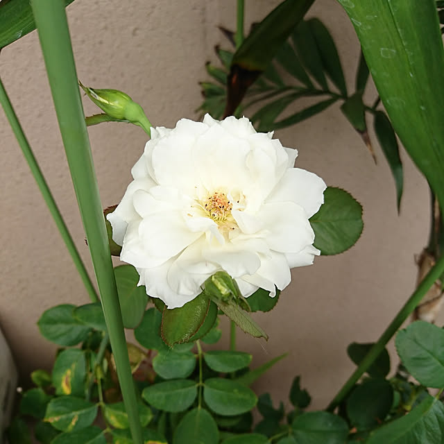 nanaha7さんの実例写真