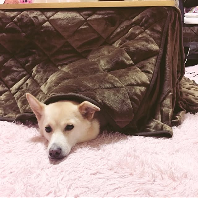 raaさんの実例写真
