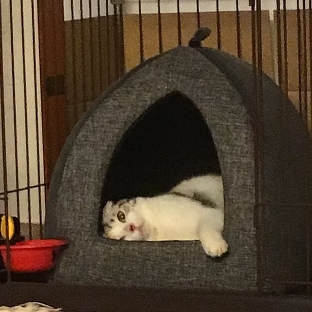 yokkochanさんの実例写真