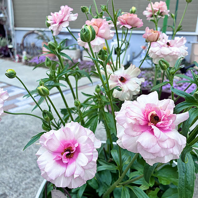 Junさんの実例写真