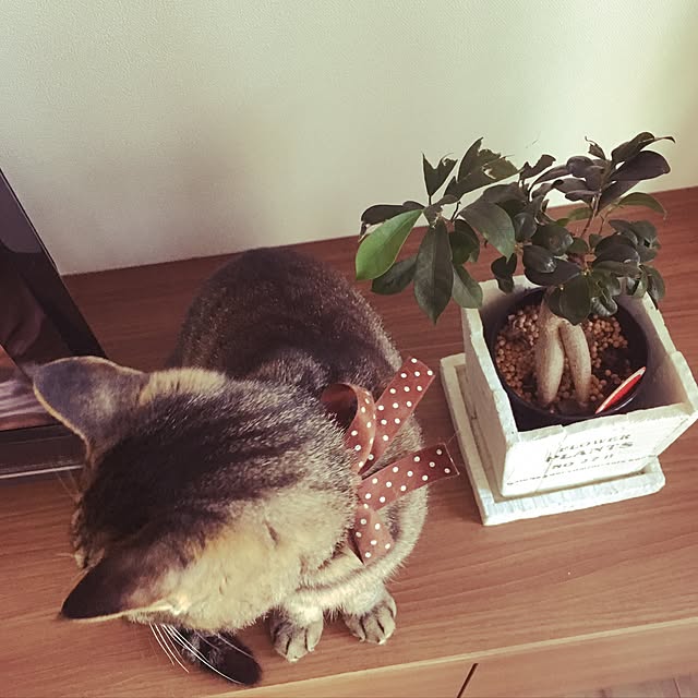 KANさんの実例写真