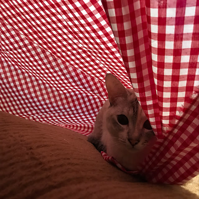 merisannさんの実例写真