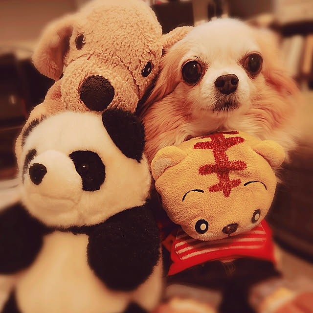 jinmamaさんの実例写真