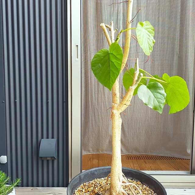 Kaeluさんの部屋