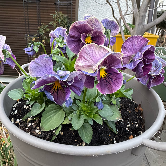 mamizaさんの実例写真