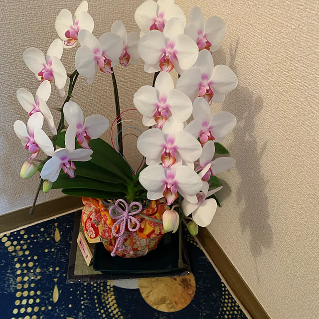 juさんの実例写真