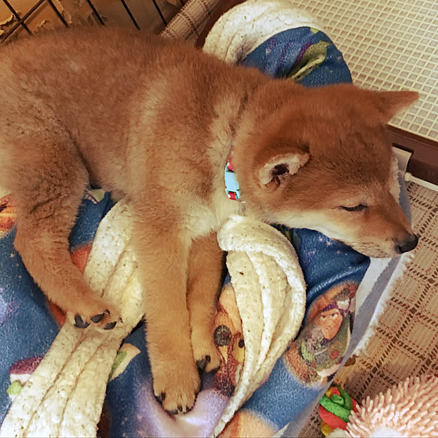 tanyuumoさんの実例写真