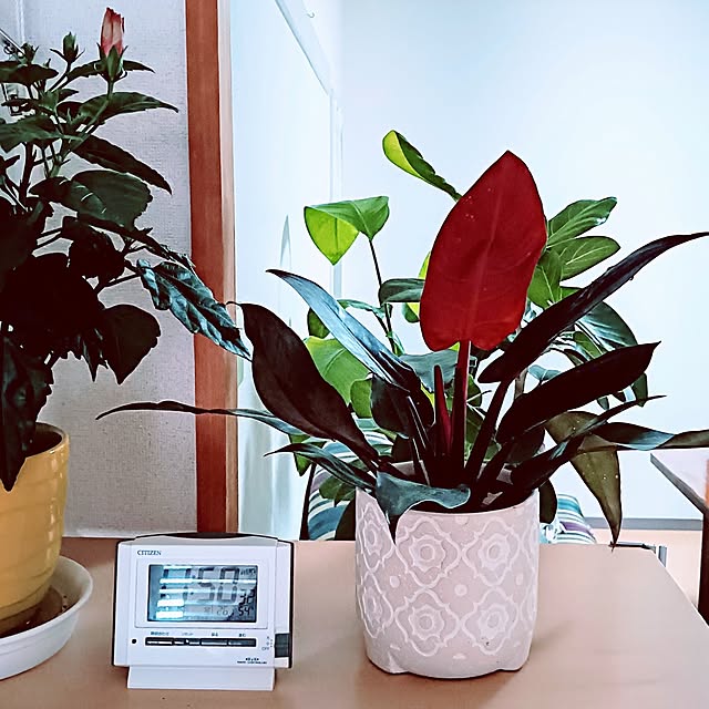 hanachanさんの部屋