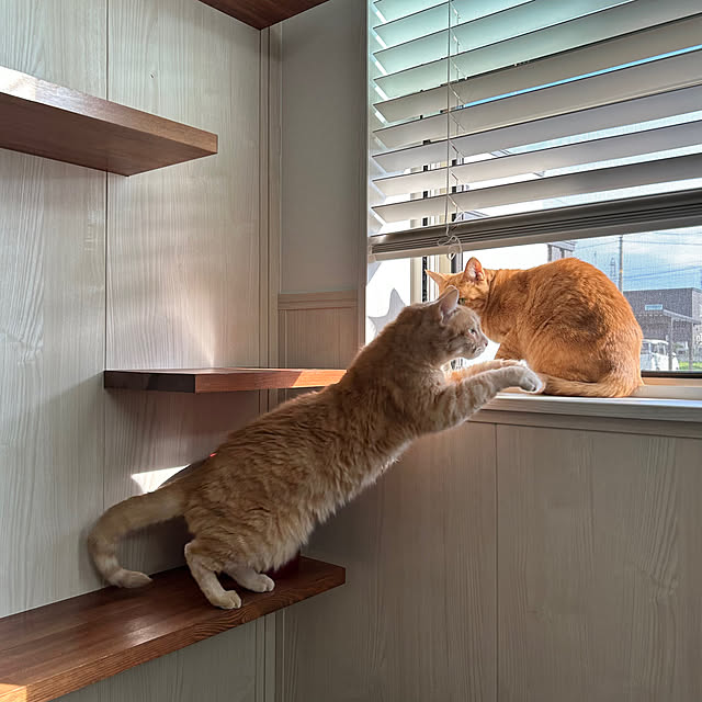 mikeume7さんの実例写真