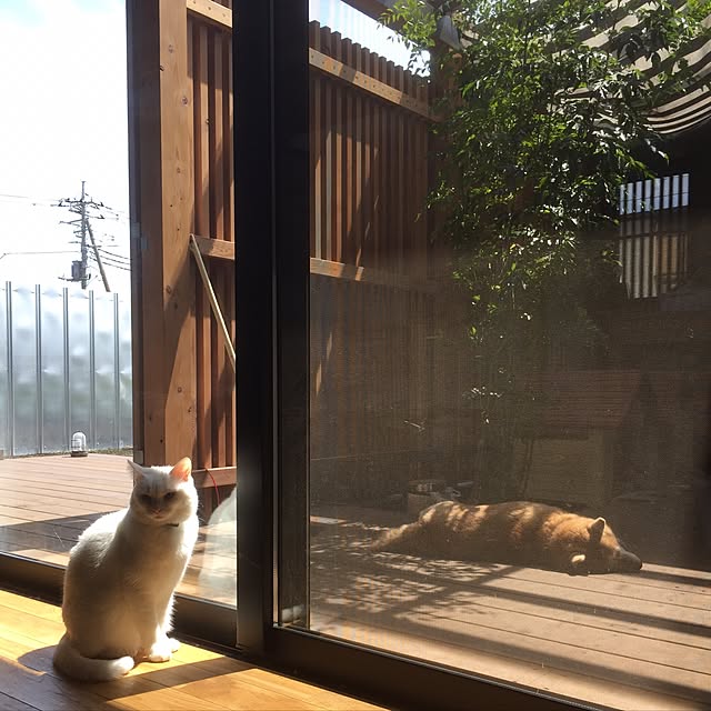 Chuppeetaさんの実例写真