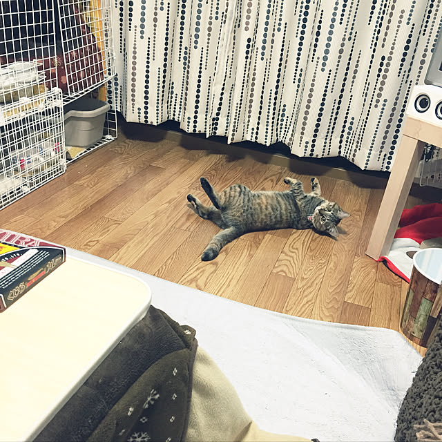 yuucharopiさんの実例写真