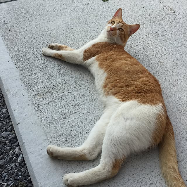 motimotinonikuさんの実例写真