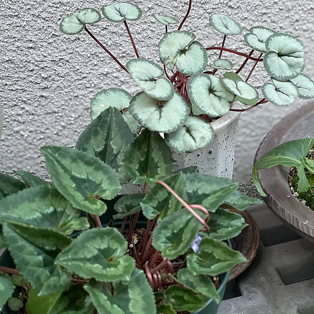 buchiさんの実例写真