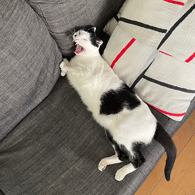 nobikoさんの部屋