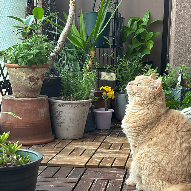 naokoさんの実例写真