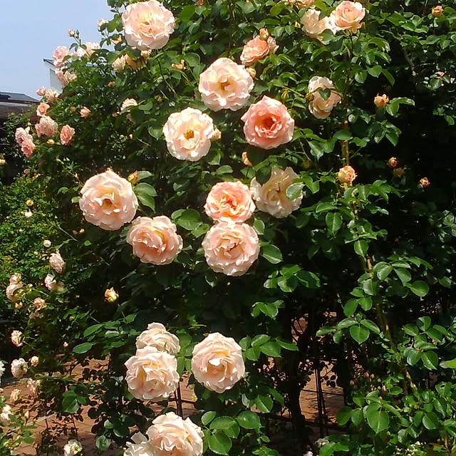 satochiさんの実例写真