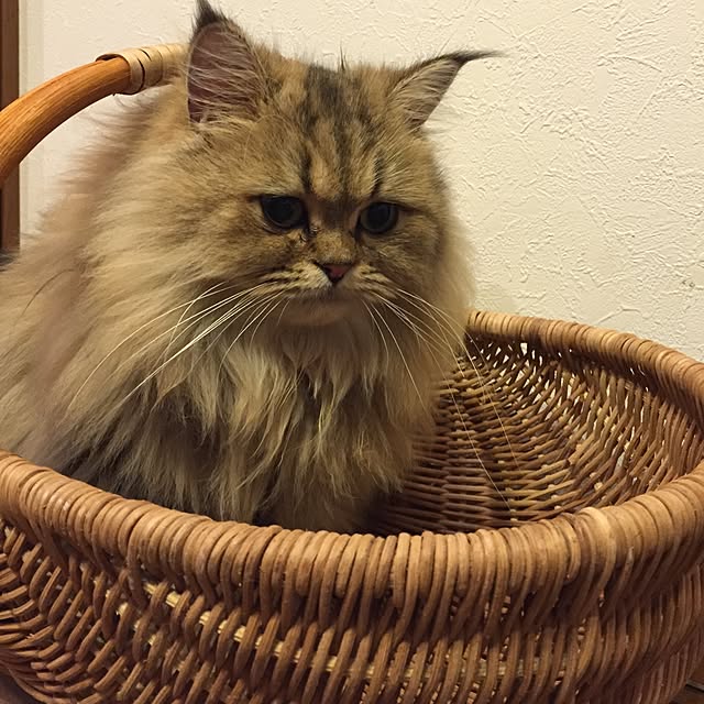 butachanさんの実例写真