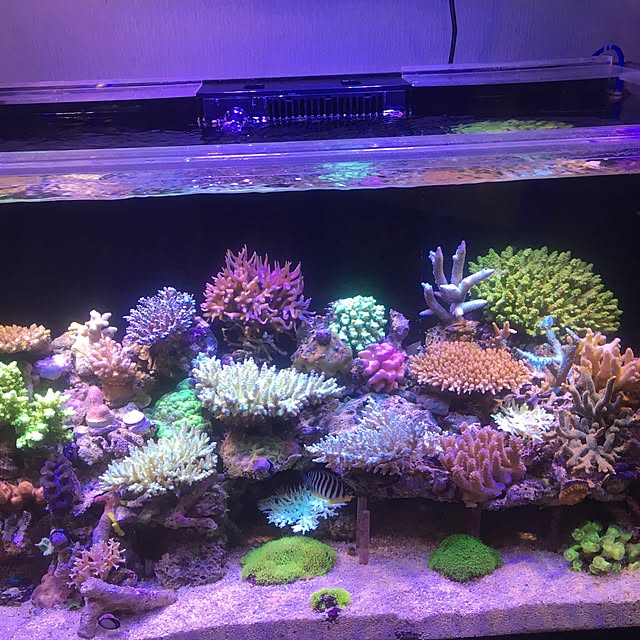 aquarium_seaさんの実例写真