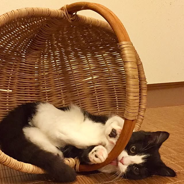 butachanさんの実例写真