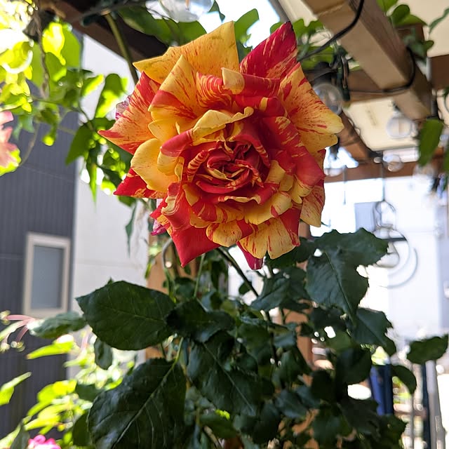 kazuさんの部屋