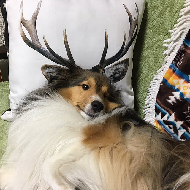 erumaryさんの実例写真
