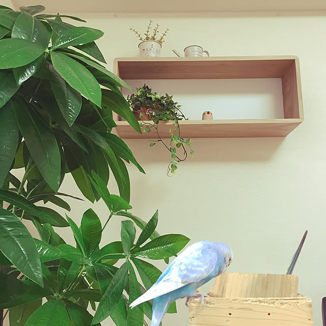 toratanさんの実例写真
