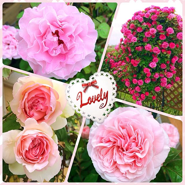 HappyRoseさんの実例写真