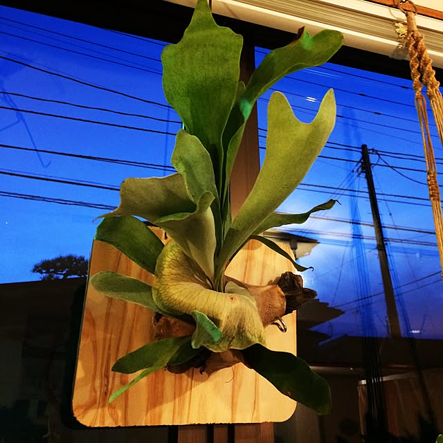 uresikaさんの実例写真
