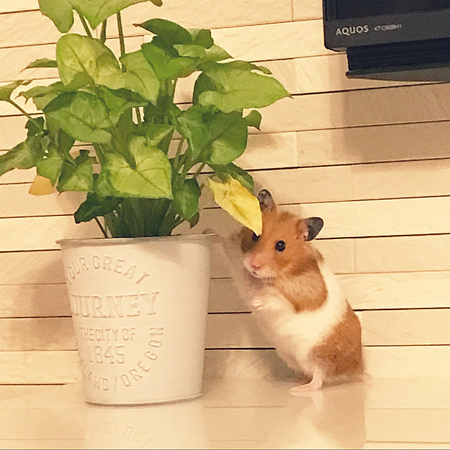 エコカラットの壁/観葉植物のある暮らし/犬との暮らし♪/明るい部屋/明るい家...などのインテリア実例 - 2021-07-14 09:05:40