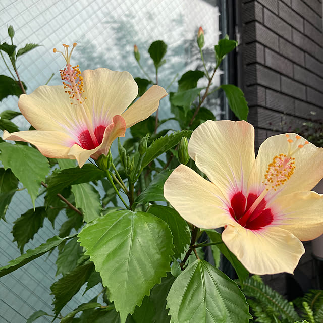 bonobono54さんの実例写真