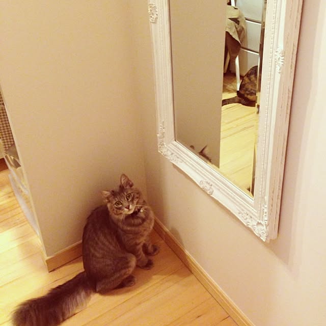 shonekoさんの実例写真