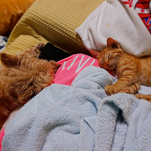 kikiさんの実例写真