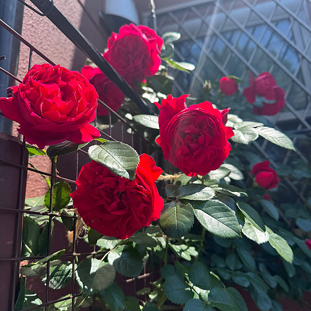 RoseLife5818さんの部屋