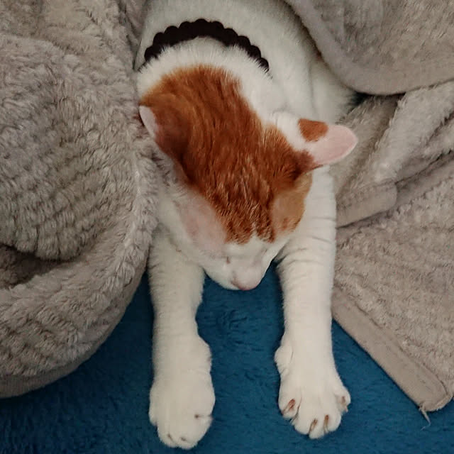 porinさんの実例写真