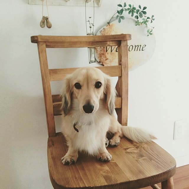 chocolateさんの実例写真