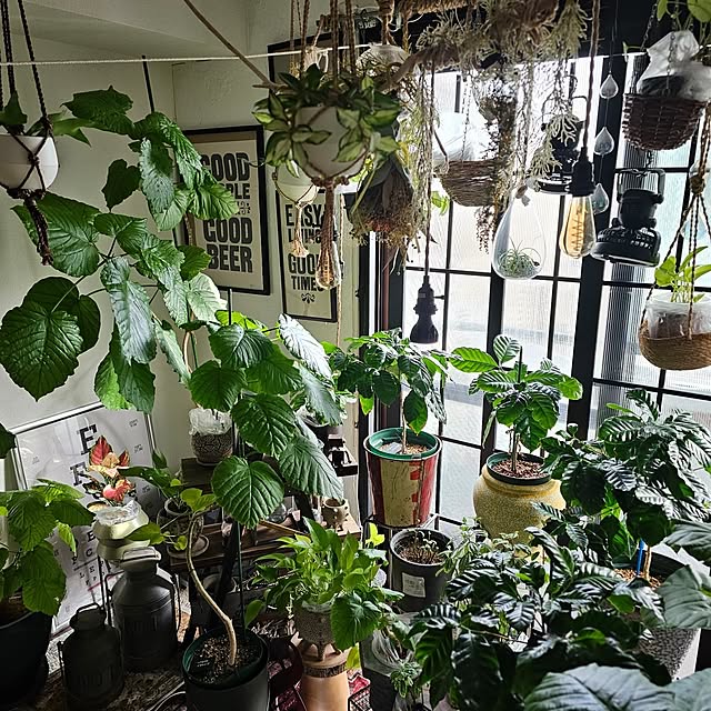 CYNOSさんのお部屋の写真