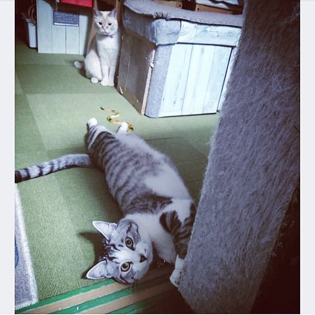 mntcさんの実例写真