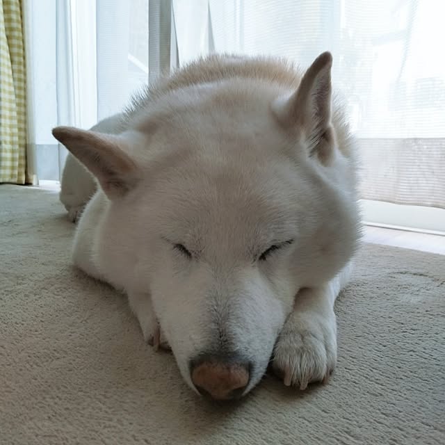 yukinkoさんの実例写真