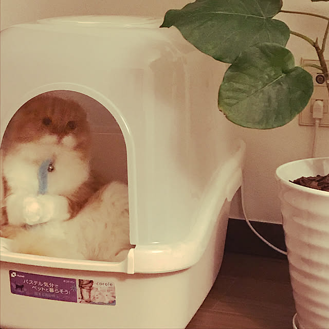 バス/トイレ/イベント参加中/ねこのトイレ/10000人の暮らし/観葉植物...などのインテリア実例 - 2018-02-17 15:19:28