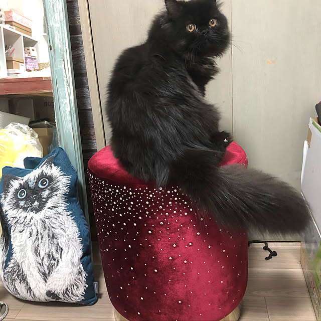 Miyacatさんの実例写真
