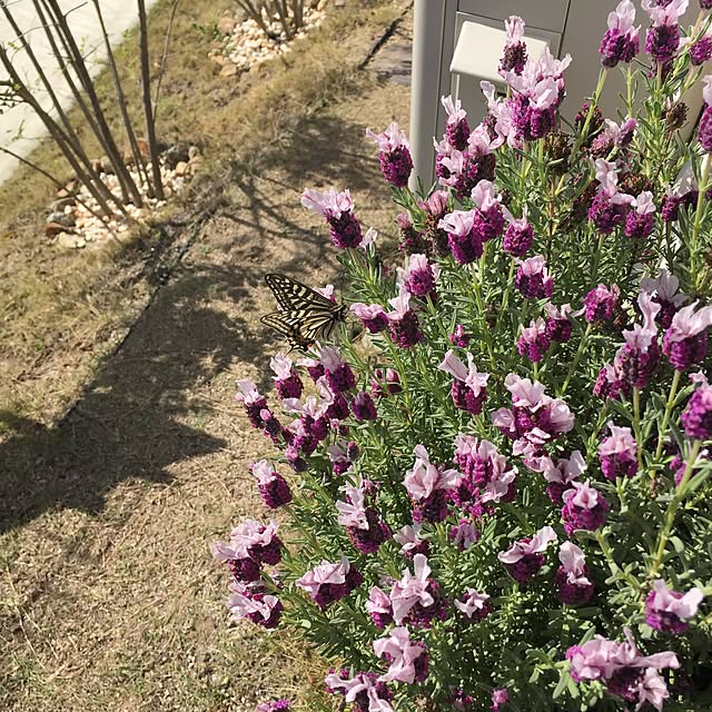 hirosatomioさんの実例写真