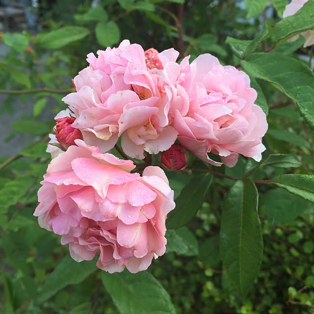 rosejyさんの実例写真