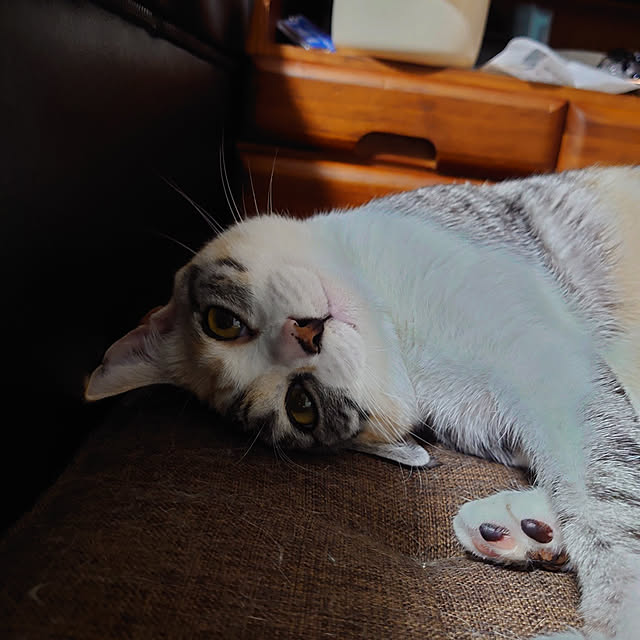 shinobuさんの実例写真