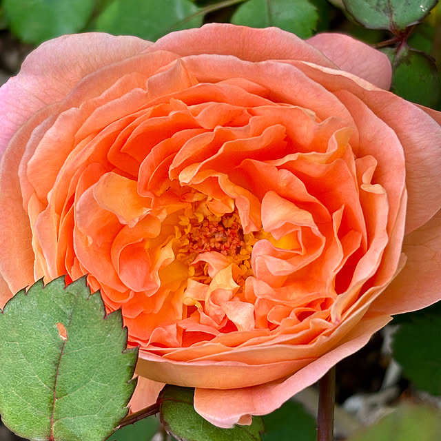 SIELUさんの実例写真